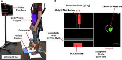 Sex Differences in Human Ankle Stiffness During Standing Balance